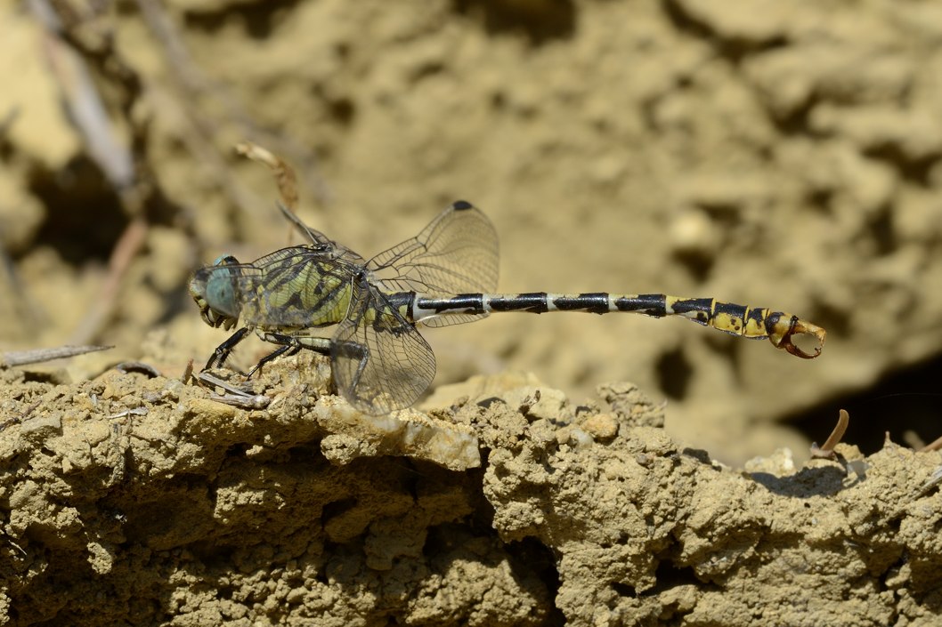 Onychogomphus forcipatus